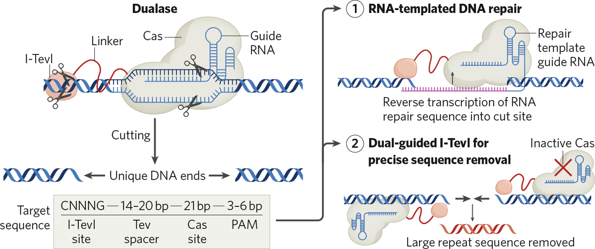 A futuristic DNA helix being precisely edited with glowing tools in a lab setting
