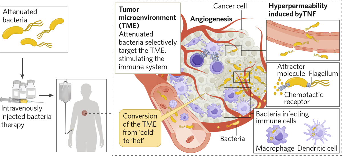 Engineered bacteria targeting and illuminating cancer cells within the body