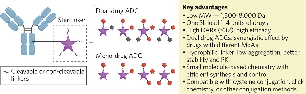 Visualization of dual-drug ADCs targeting cancer cells