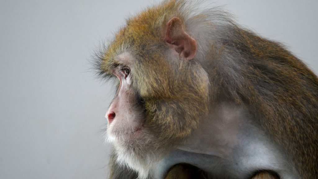 An image depicting alternative research methods replacing animal testing