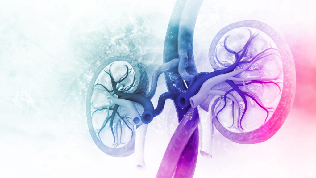 Visualization of molecules interacting within the kidney, symbolizing breakthrough in kidney disease treatment