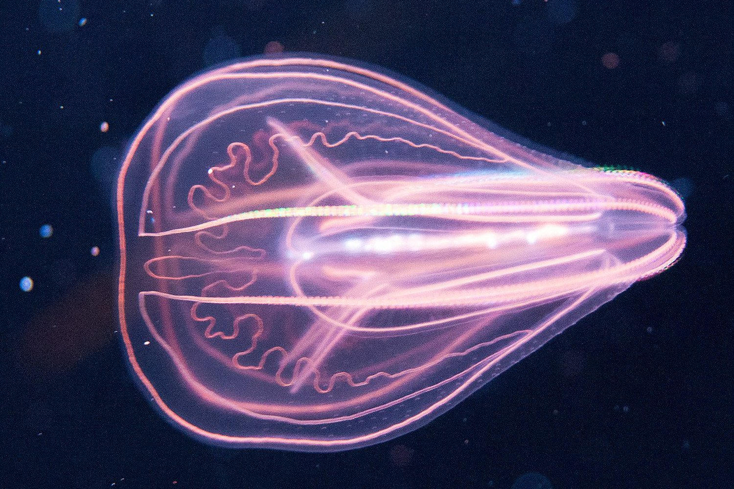 A mesmerizing image of a luminescent comb jelly gliding through the ocean depths