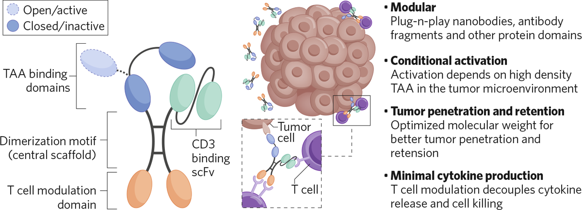 Abstract illustration of a T-cell targeting a tumor cell