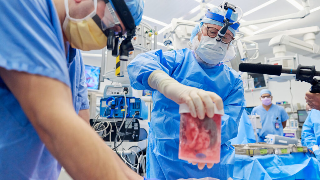 Illustration of a genetically modified pig kidney being transplanted into a human