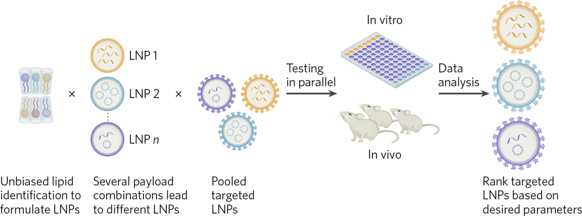 A network of lipid nanoparticles targeting cells in the human body