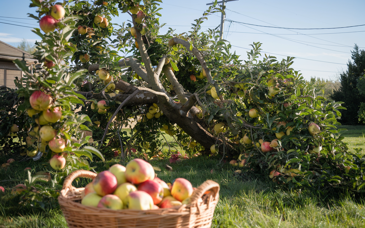 Apple Tree Collapse? 👀 J&J's Eye Therapy & AbbVie’s Big Move! 💡